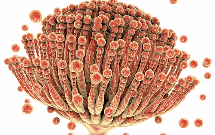 [Microscopía de Aspergillus]
